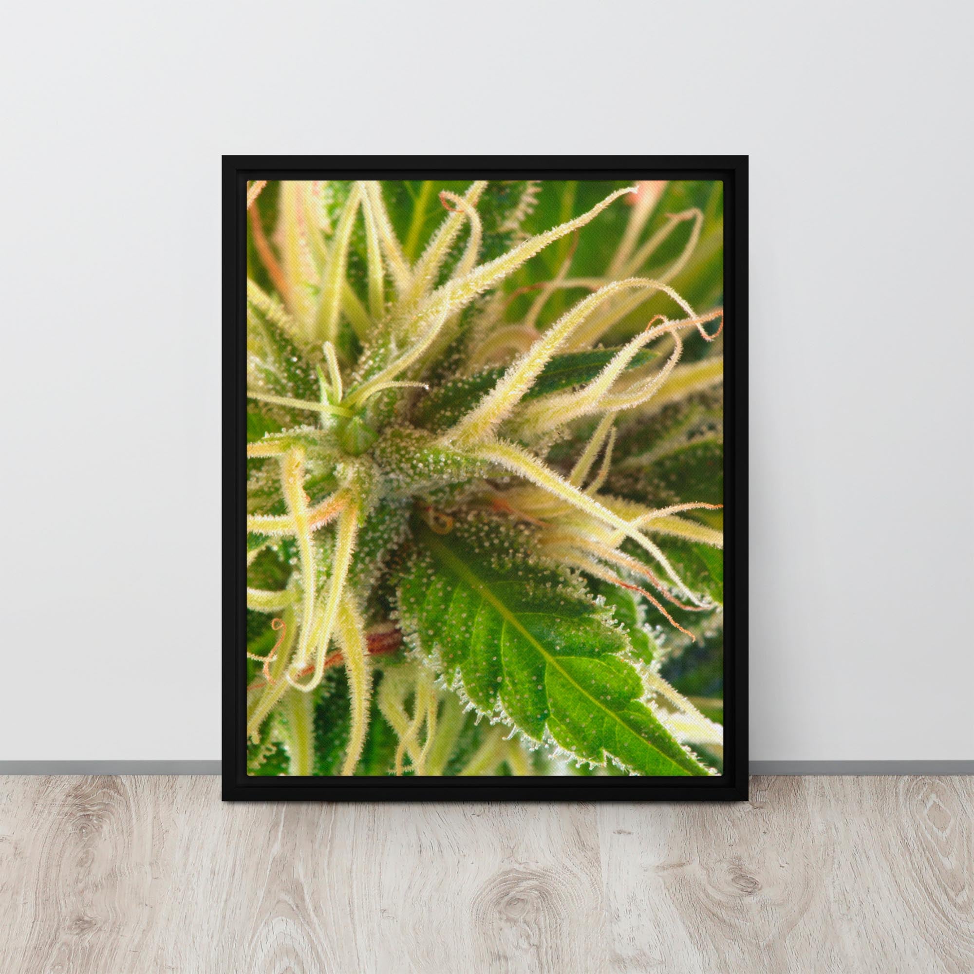 Framed photograph of a cannabis plant close-up on a light background.