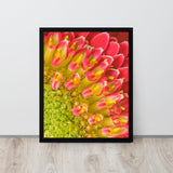 Framed photograph of pink flowers on a green background - Chrysanthemum Symphony