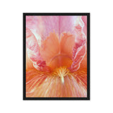 Iris Beauty – Macro Floral Photography Canvas Print