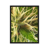 Luminous Cannabis Flower – Macro Photography Canvas Print