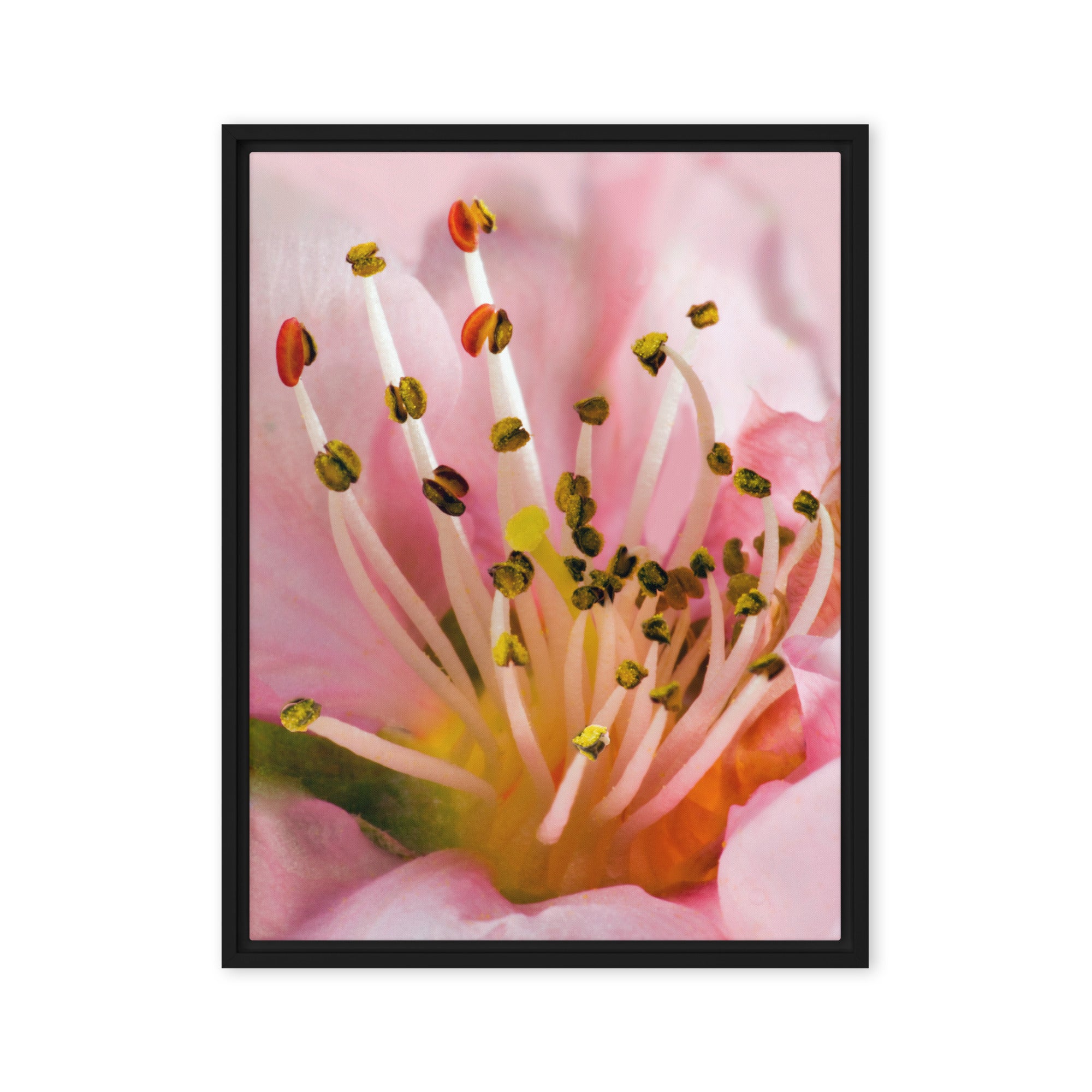 Peach Blossom – Spring Macro Flower Photography Canvas