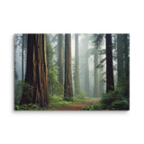 Redwood Forest Path – California Nature Photography Canvas