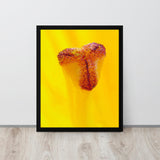 Framed photograph macro flower